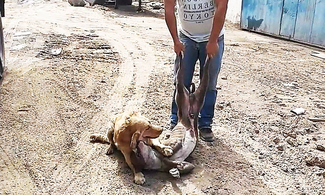 兇猛的比特犬，被自己的金毛犬壓著打，本該高興，但是結果卻。。 寵物 第3張