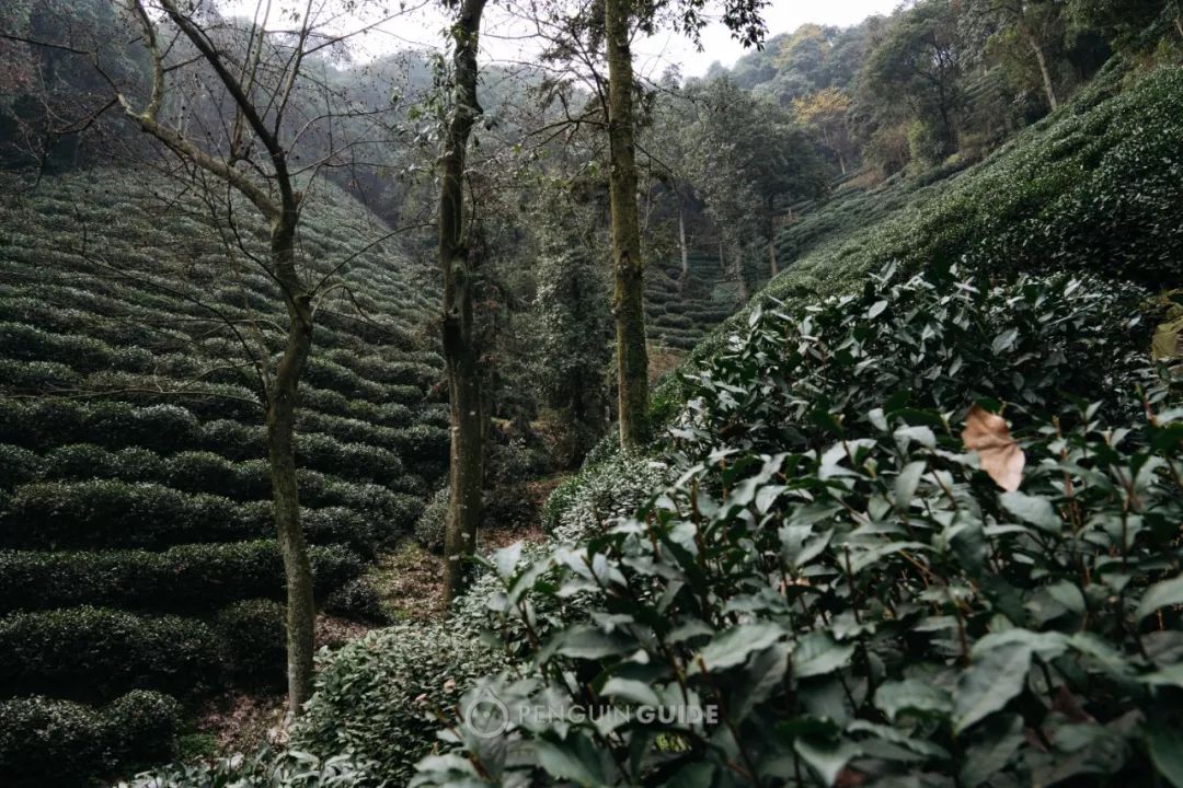 這是他家獅峰的茶園:賣了三年梅家塢的龍井,今年換了供應商,我們討論