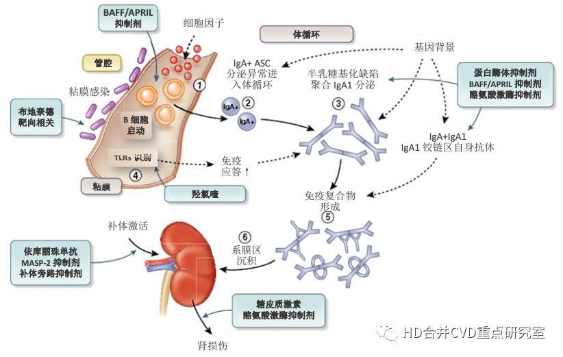 慢性肾衰竭发病机制图片