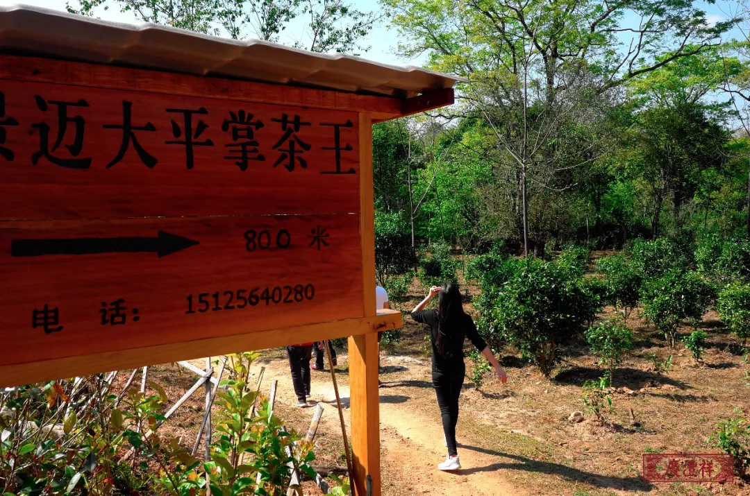 景迈山大平掌茶王庆沣祥景迈正山古树春茶饼易武从景迈出来,绕过之前