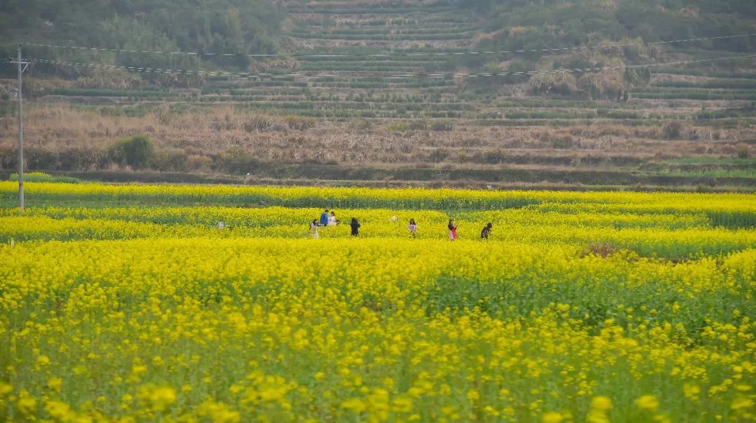 【3月7日油菜花预告】篁岭两会期间再登央视,万亩油菜花竞相开放,流光