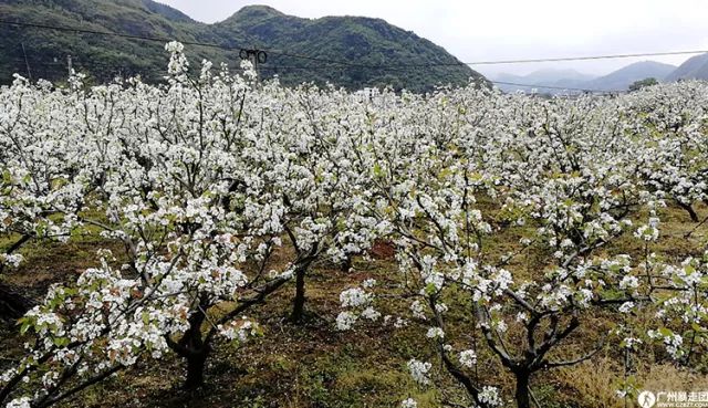 灌阳米竹山梨花图片