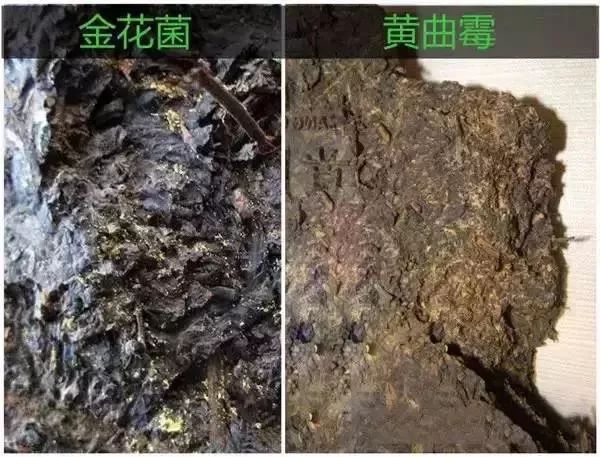 注意普洱茶上的黃點不一定是金花很可能是劇毒黃麴黴