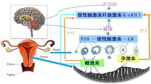 垂体前叶激素图片