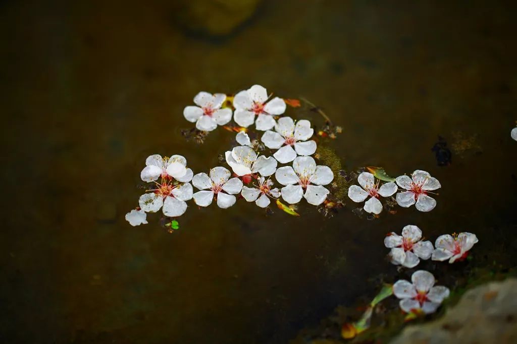 无言花自香,淡定人从容