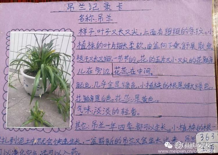 吊兰的植物记录卡图片图片