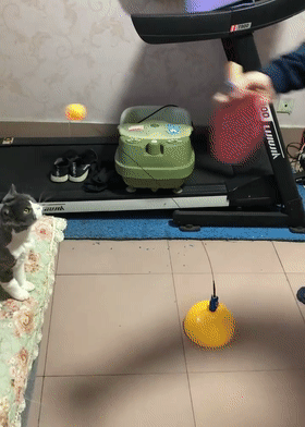 原创主人跟猫咪打乒乓球,猫咪丝毫不落下风,猫:打乒乓就要快准狠