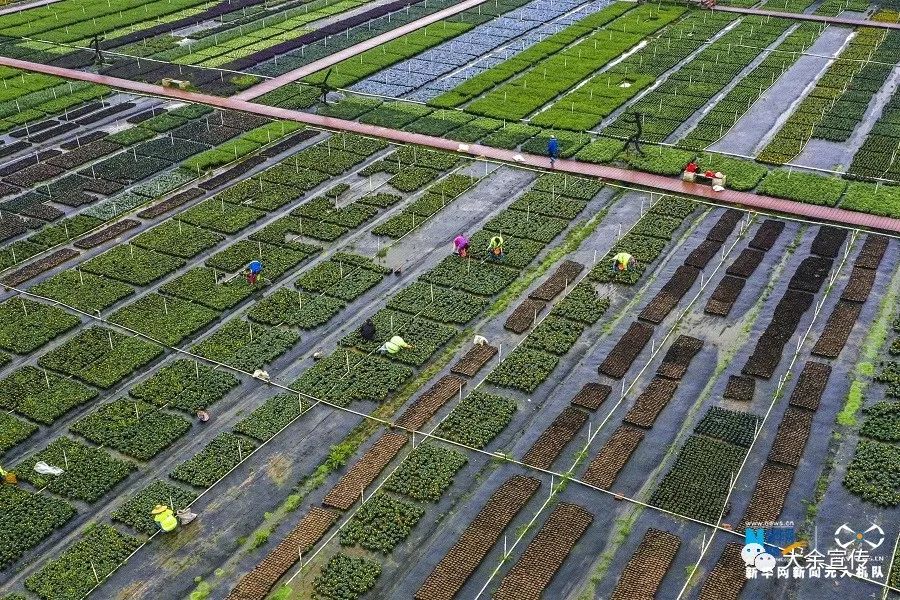 近日,花农们在大余县黄龙旱田花卉苗木基地内抢抓农时,进行花卉管理