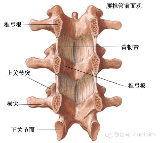 脊柱的五条韧带图片