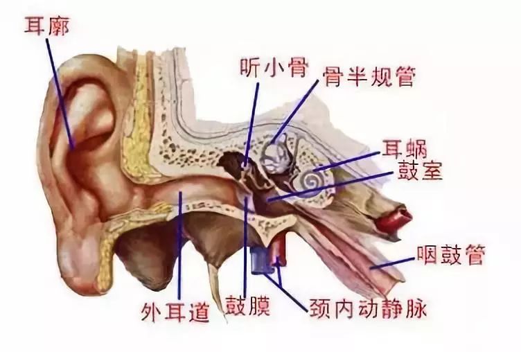 耳部乳突解剖图图片