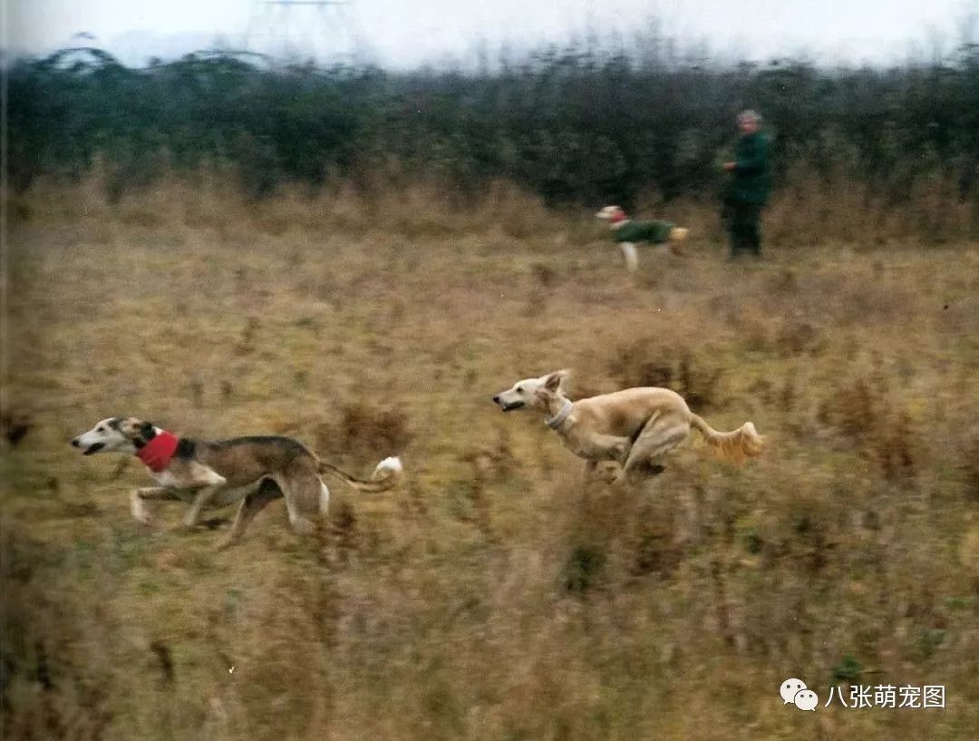 西班牙每年狩猎季后抛弃50000只猎犬,把它们丢井里,绑铁轨等死!