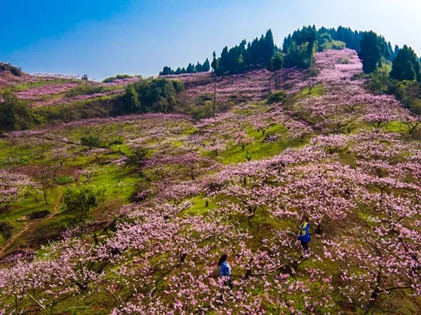 龙泉桃花节麻将图片