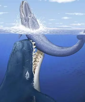 梅尔维尔鲸天敌图片