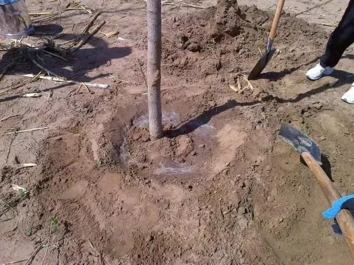 挖树坑植树要挖挖坑,栽栽正,提提苗,踩踩平,浇足水,沉实成