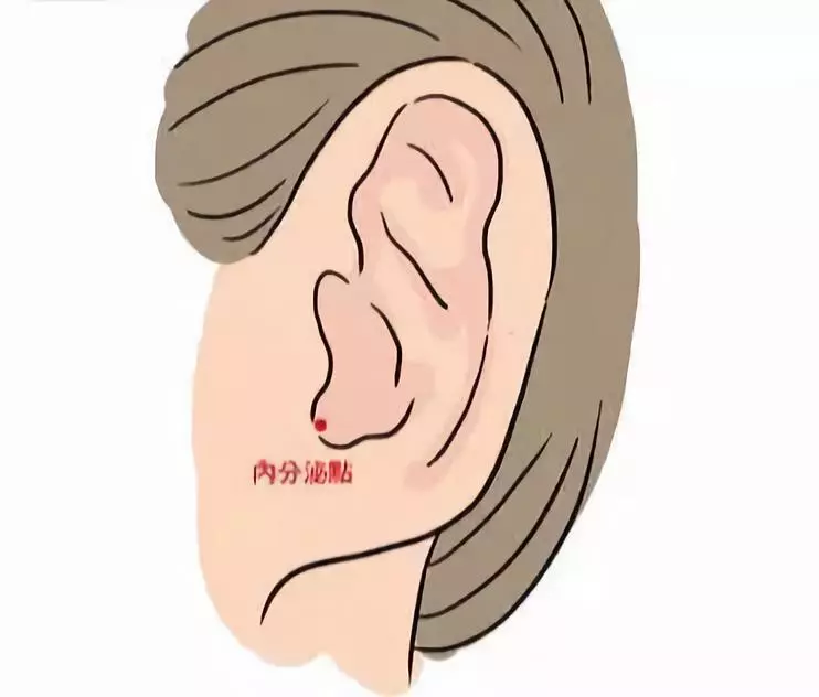 在耳穴下方u字型区块的位置,能够活化新陈代谢,改善便秘与浮肿,进而