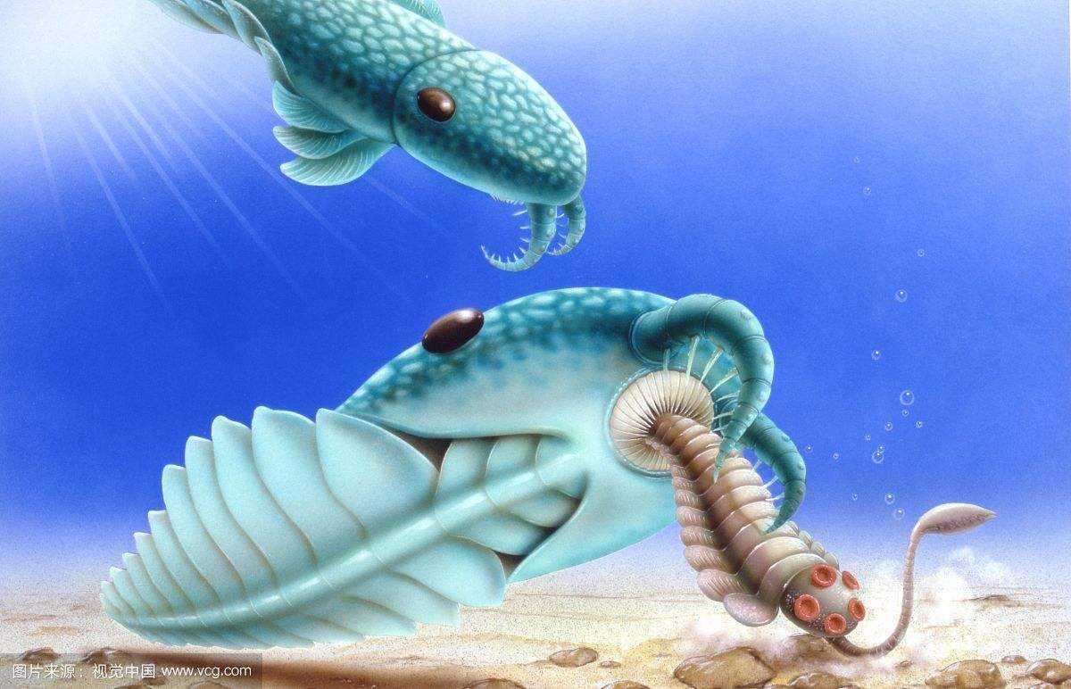 图片来源:视觉中国美美奇虾是怎么灭绝的?小自至今,这还是个谜