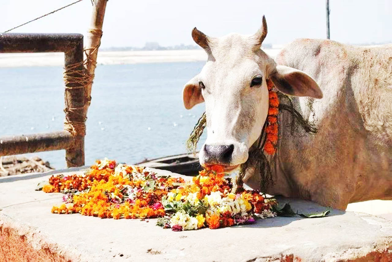 牛在印度被视为圣物,那牛老了以后如何处理呢