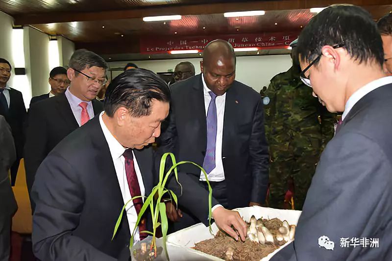 菌草技术发明人,福建农林大学教授林占熺给中非总统讲解菌草和蘑菇