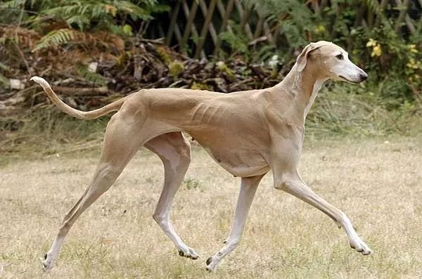 akc(美国养犬俱乐部)最新认证品种:阿沙瓦犬——优雅中带着些许倔强