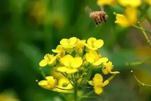 美行國際春天油菜花拍攝技巧