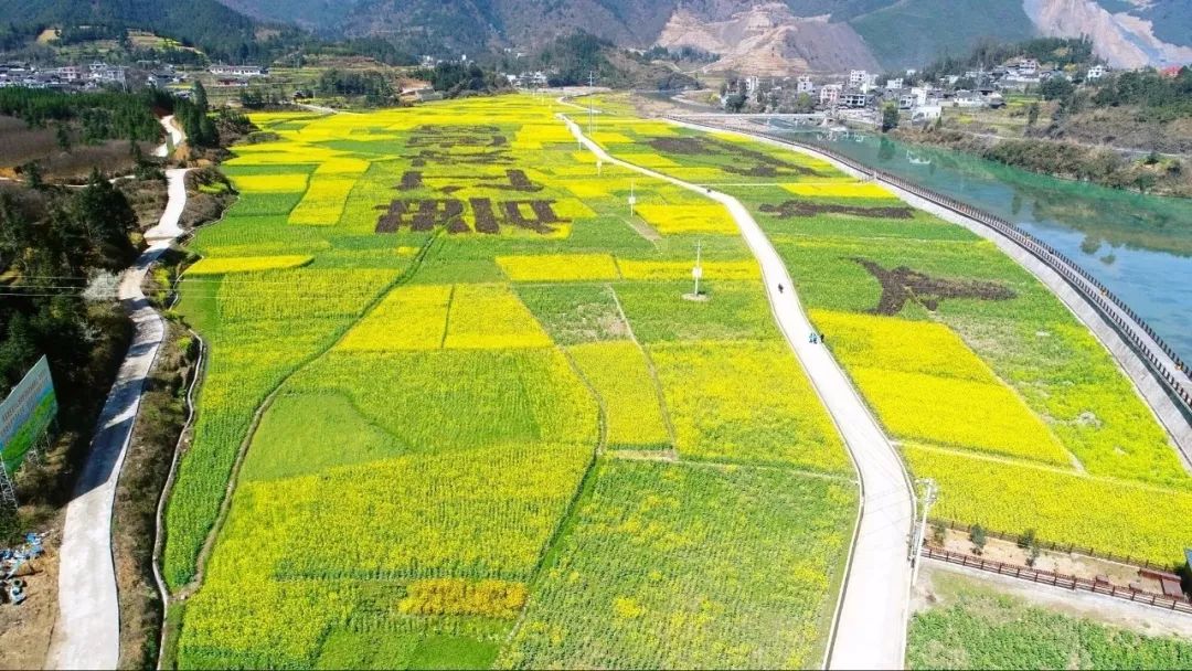 瓦屋油菜花下周将迎来最美花期