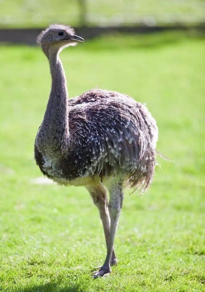 植樹造林,卡丁車,皮划艇,真人槍戰,鄉村動物園一日_行程