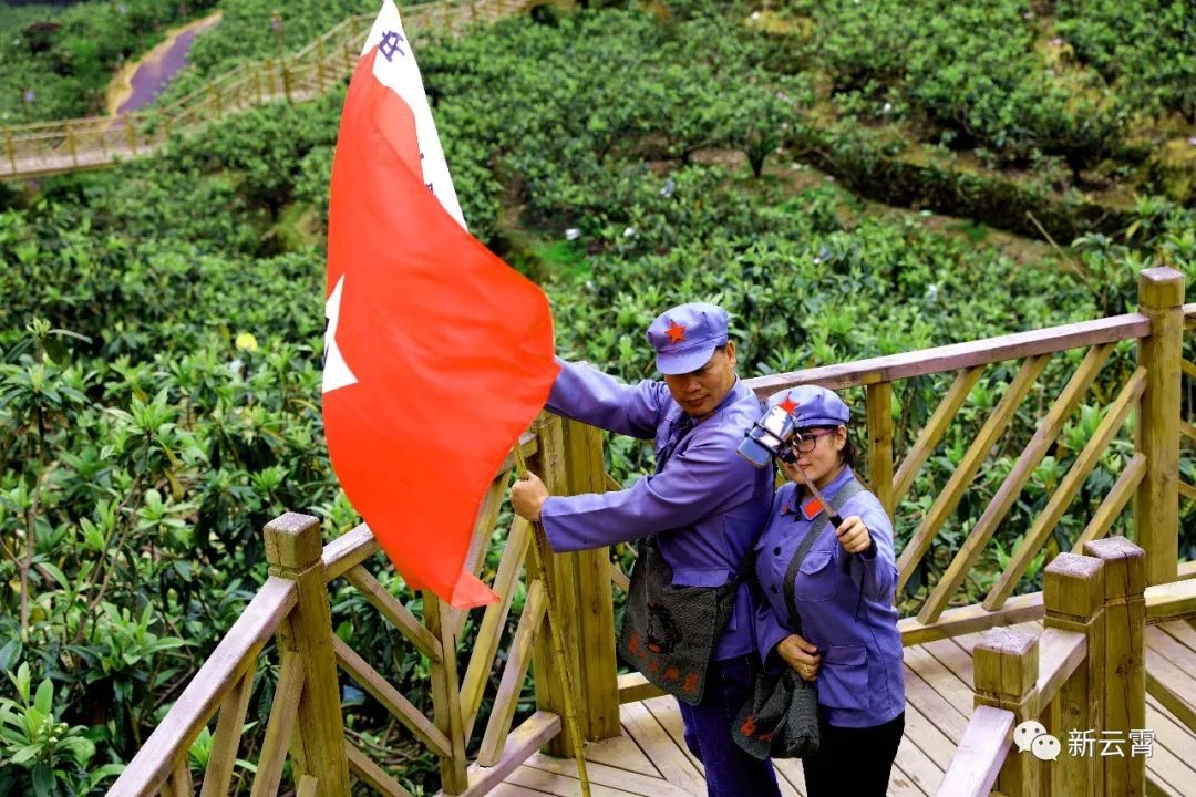 下雨也擋不住約起雲霄枇杷節明天開幕地點在這裡