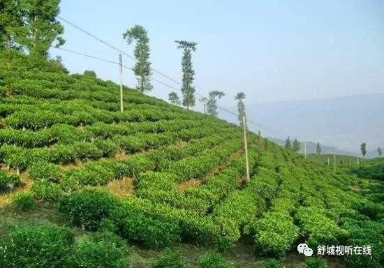 舒城萬佛山水披錦繡百里茶谷蘭花香