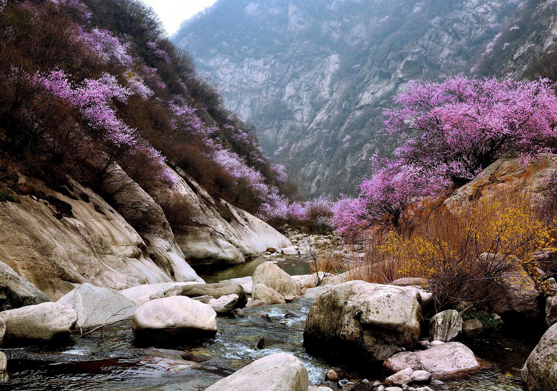 河南这个小山沟每到3月便美成桃源仙谷桃花开遍群山