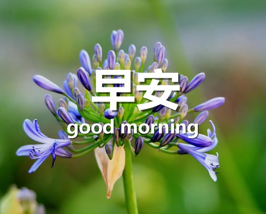 good morning 微信图片