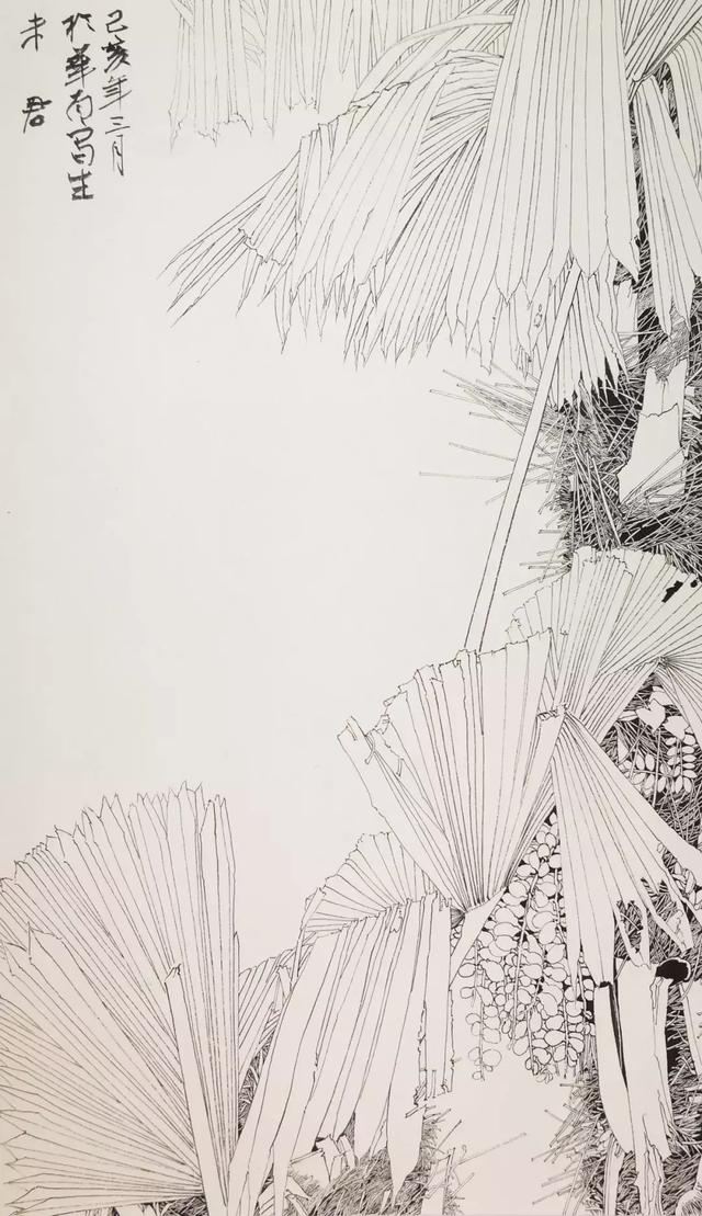 棕榈树 线描画图片