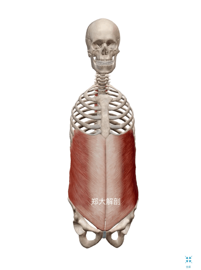 腹部肌群的功能解剖三