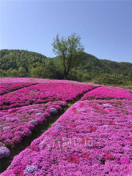 霍山花海旅游景点图片