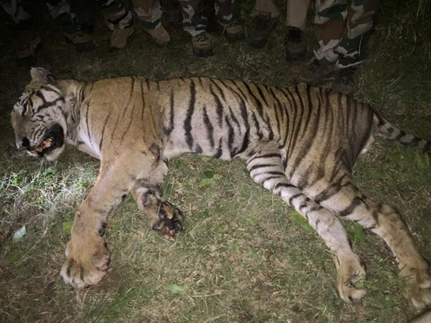 老虎一般都是被人类猎杀居多,不曾想到动物界也有能够杀死老虎的动物