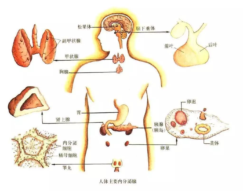 健康的人体是由内分泌系统各种激素(荷尔蒙)和神经系统一起调节人体的