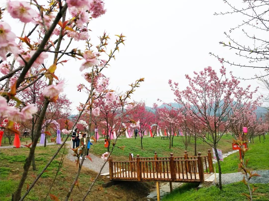 梅州灵光寺樱花图片