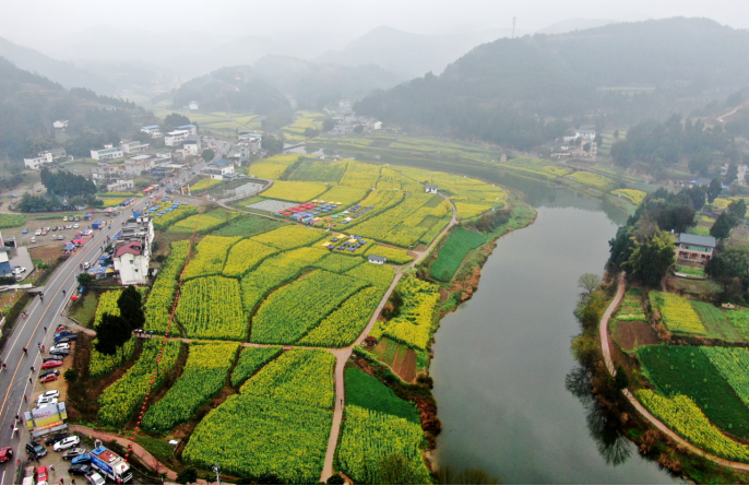 春回大地,三台县三元镇中山村,油菜花海再现春意盎然,油菜花迷人的