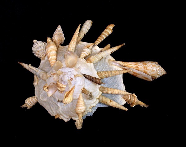 贝壳界的迷之建筑师--缀壳螺