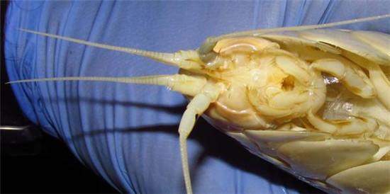 深海巨型阿米巴虫图片
