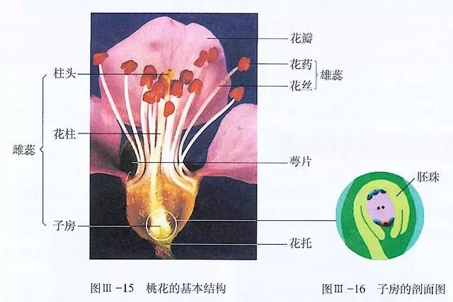 解剖海棠花图片