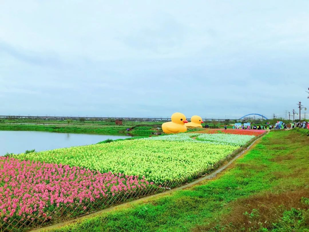 贤鲁岛花海图片