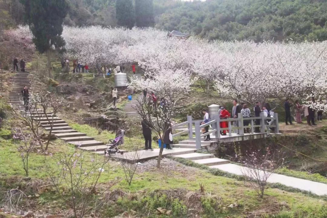 清江李花谷图片