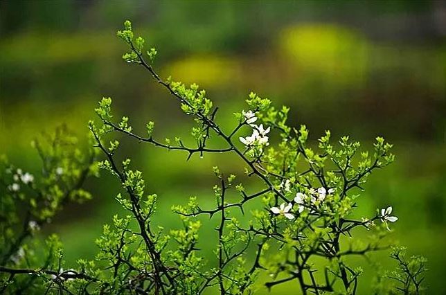 美文美圖春雨楚笛