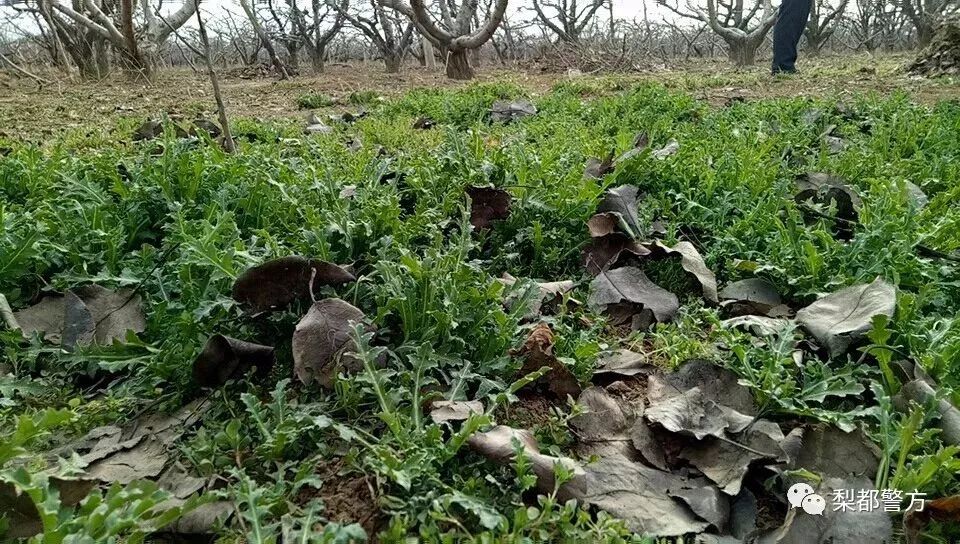 轄區一居民住宅院內種植有罌粟幼苗,經現場剷除清點共計1074株,後犯罪