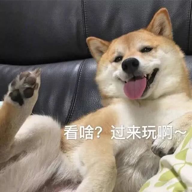 柴犬表情包大家聽我說你們都是狗