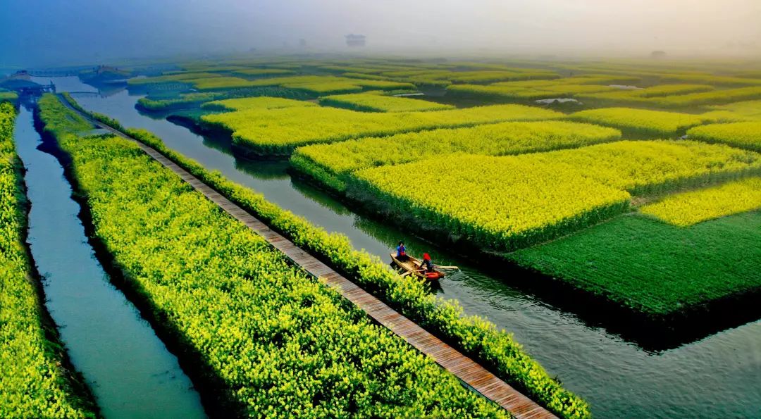 『千垛油菜花海』3月30日-31日 煙花三月下揚州 ,興化千垛油菜花海,李