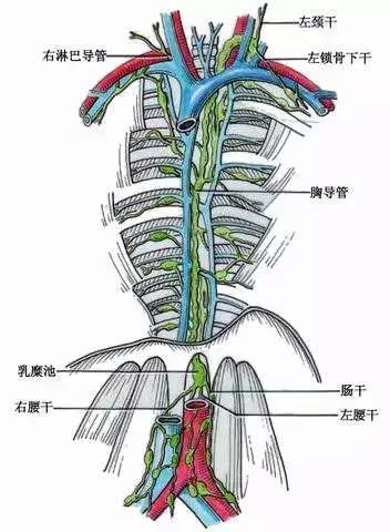 名词解释:乳糜池