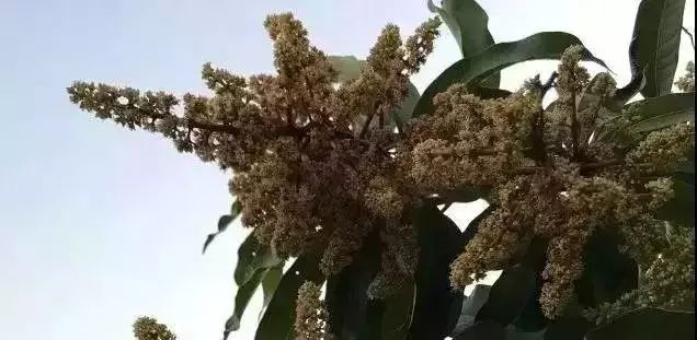 冷空氣來襲芒果花期謹防霜黴病內附霜疫類病害防治藥劑大全