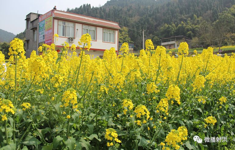 射洪市芦溪开心谷图片