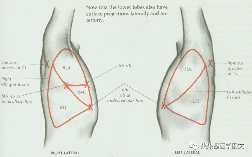 肺和胸膜的界限(体表投影)斜裂和水平裂 (平静呼气末)后正中线:11棘突